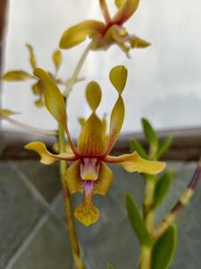 Dendrobium Garuda Jaya