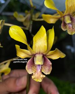 Dendrobium Garuda Jaya