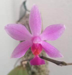 Phalaenopsis Finja's Pink Wonder