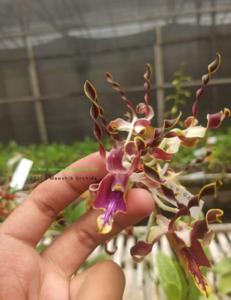 Dendrobium Shally Sundari Effendi