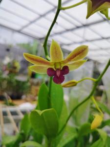 Dendrobium Pabuaran