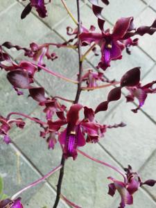 Dendrobium Dewaruci