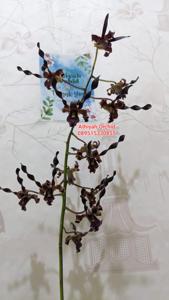 Dendrobium Dewaruci