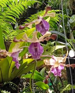 Dendrobium Nawasena