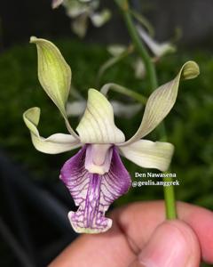 Dendrobium Nawasena