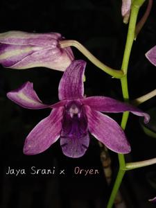 Dendrobium Puasa Ramadhan