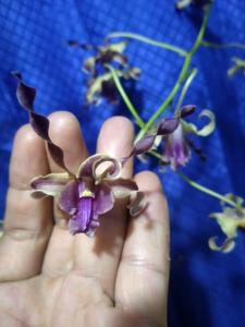 Dendrobium Jatim Power