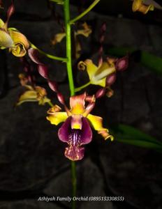 Dendrobium Jatim Power