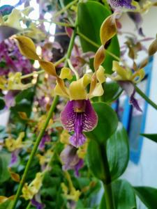 Dendrobium Jatim Power