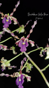 Dendrobium Jatim Power