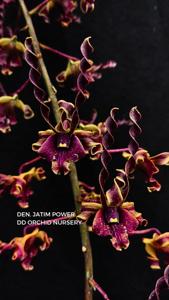 Dendrobium Jatim Power