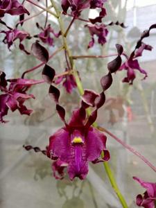 Dendrobium Jatim Power