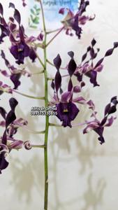 Dendrobium Jatim Power