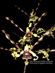 Dendrobium Wonderful lahat