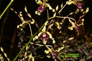 Dendrobium Wonderful lahat