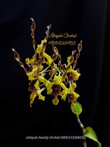 Dendrobium Wonderful lahat