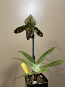 Paphiopedilum QF Detective