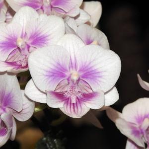 Phalaenopsis King Car Lovely Vivien