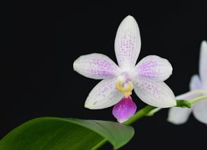 Phalaenopsis Snestorm