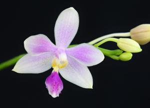 Phalaenopsis Snestorm