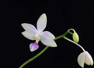 Phalaenopsis Snestorm