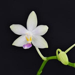 Phalaenopsis Snestorm