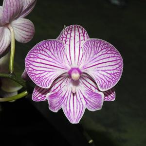 Phalaenopsis Younghome Alice Stripe