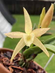 Brassocattleya Raingreen's Honey Bee