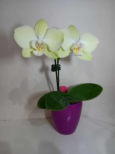 Phalaenopsis Taiwan Luna Moth