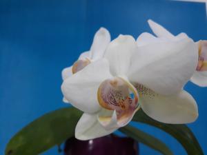 Phalaenopsis Taiwan Luna Moth