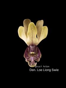 Dendrobium Loe Liong Swie