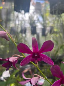 Dendrobium HBO Black Wine