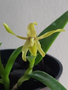 Dendrobium Silihwangi