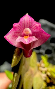Dendrobium Tropic Rosea