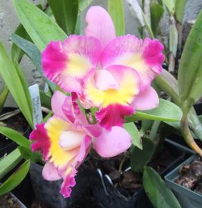 Cattleya Exotic Song Splash