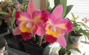 Cattleya Exotic Song Splash