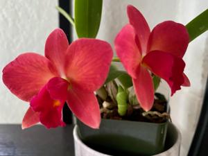 Cattleya Exotic Beaufort