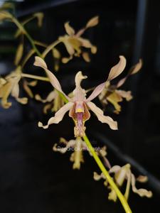 Dendrobium Wisatu