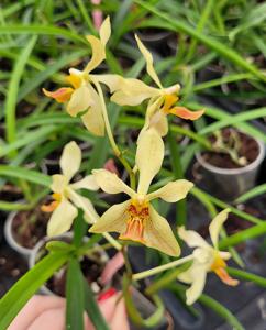 Vandoglossum Paljas