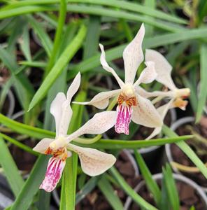 Vandoglossum Paljas
