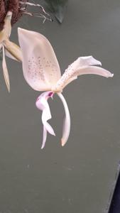 <i>Stanhopea</i> Joselyn Zuniga
