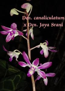 Dendrobium Tuguegarao