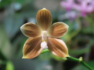 Phalaenopsis Lucien Mugato