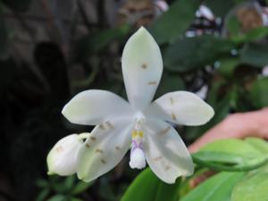 Phalaenopsis Lucien Mugato