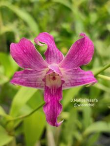 Dendrobium Nafisa Nasifa