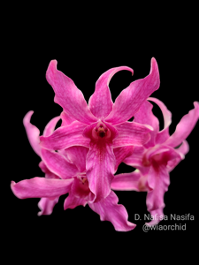 Dendrobium Nafisa Nasifa