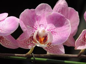 Phalaenopsis Miva Achille Fremont