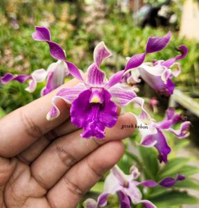 Dendrobium Eri Cahyadi