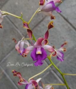 Dendrobium Eri Cahyadi