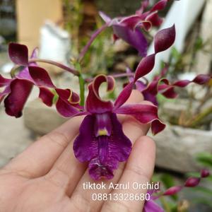 Dendrobium Eri Cahyadi